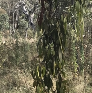 Amyema miquelii at Hackett, ACT - 18 Apr 2022