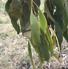 Amyema miquelii at Hackett, ACT - 18 Apr 2022