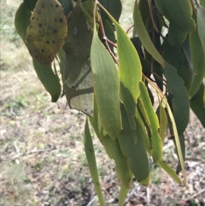 Amyema miquelii at Hackett, ACT - 18 Apr 2022