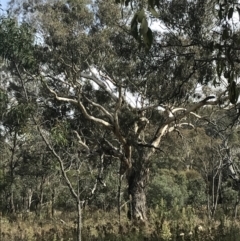 Eucalyptus melliodora (Yellow Box) at Mount Ainslie - 18 Apr 2022 by Tapirlord