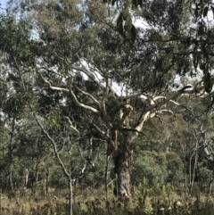 Eucalyptus melliodora (Yellow Box) at Hackett, ACT - 18 Apr 2022 by Tapirlord