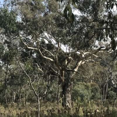 Eucalyptus melliodora (Yellow Box) at Hackett, ACT - 18 Apr 2022 by Tapirlord