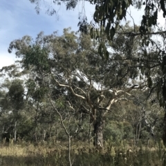 Eucalyptus melliodora at Mount Ainslie - 18 Apr 2022 01:01 PM