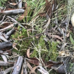 Scleranthus biflorus at Hackett, ACT - 18 Apr 2022 12:38 PM