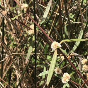 Alternanthera denticulata at Hackett, ACT - 18 Apr 2022 12:35 PM