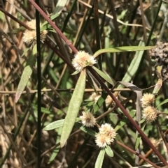 Alternanthera denticulata at Hackett, ACT - 18 Apr 2022 12:35 PM