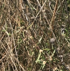 Alternanthera denticulata at Hackett, ACT - 18 Apr 2022 12:35 PM