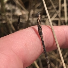Eleocharis (genus) (Spike-rush) at Hackett, ACT - 18 Apr 2022 by Tapirlord