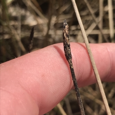 Eleocharis sp. (Spike-rush) at Hackett, ACT - 18 Apr 2022 by Tapirlord