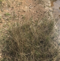 Eleocharis sp. at Hackett, ACT - 18 Apr 2022 12:33 PM