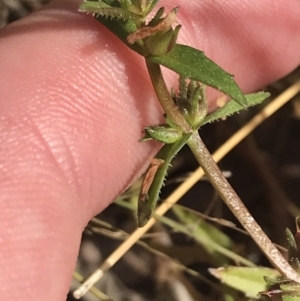 Gratiola pumilo at Hackett, ACT - 18 Apr 2022