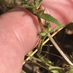 Gratiola pumilo at Hackett, ACT - 18 Apr 2022 12:32 PM