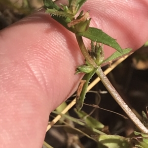 Gratiola pumilo at Hackett, ACT - 18 Apr 2022 12:32 PM