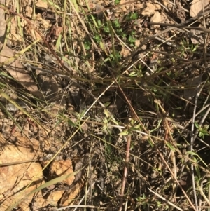 Gratiola pumilo at Hackett, ACT - 18 Apr 2022 12:32 PM