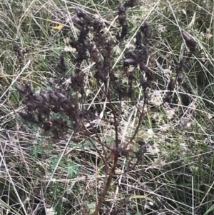 Hypericum perforatum at Hackett, ACT - 18 Apr 2022 12:19 PM