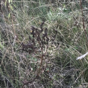 Hypericum perforatum at Hackett, ACT - 18 Apr 2022 12:19 PM