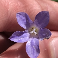 Wahlenbergia stricta subsp. stricta (Tall Bluebell) at Campbell, ACT - 18 Apr 2022 by Tapirlord