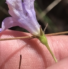 Wahlenbergia stricta subsp. stricta at Campbell, ACT - 18 Apr 2022