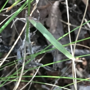 Wahlenbergia stricta subsp. stricta at Campbell, ACT - 18 Apr 2022