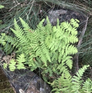 Histiopteris incisa at Campbell, ACT - suppressed