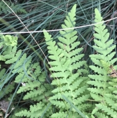 Histiopteris incisa at Campbell, ACT - suppressed