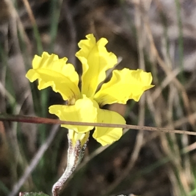 Goodenia hederacea subsp. hederacea (Ivy Goodenia, Forest Goodenia) at Campbell, ACT - 18 Apr 2022 by Tapirlord