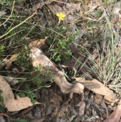 Goodenia hederacea subsp. hederacea at Campbell, ACT - 18 Apr 2022 10:55 AM