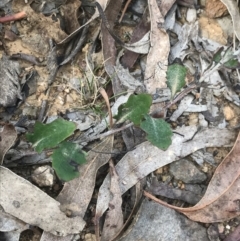 Goodenia hederacea subsp. hederacea at Campbell, ACT - 18 Apr 2022 10:55 AM