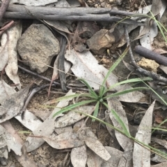 Plantago gaudichaudii at Campbell, ACT - 18 Apr 2022