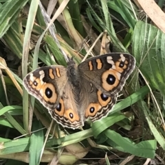 Junonia villida at Campbell, ACT - 18 Apr 2022