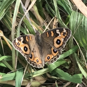 Junonia villida at Campbell, ACT - 18 Apr 2022 10:27 AM