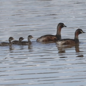 Tachybaptus novaehollandiae at Whitlam, ACT - 2 May 2022