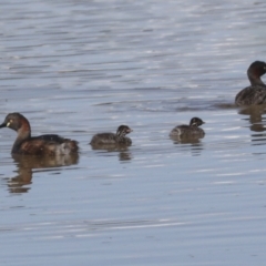 Tachybaptus novaehollandiae at Whitlam, ACT - 2 May 2022