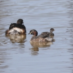 Tachybaptus novaehollandiae at Whitlam, ACT - 2 May 2022