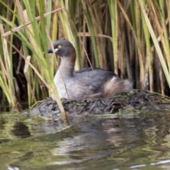 Tachybaptus novaehollandiae at Whitlam, ACT - 2 May 2022