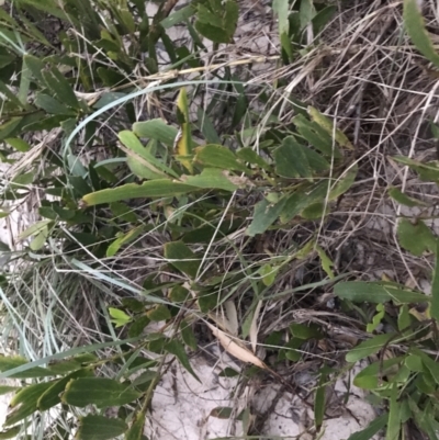 Acacia longifolia subsp. sophorae (Coast Wattle) at Mollymook Beach, NSW - 19 Apr 2022 by Tapirlord