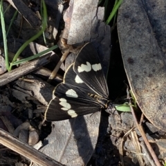 Nyctemera amicus at Karabar, NSW - 1 May 2022