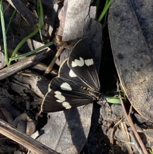 Nyctemera amicus at Karabar, NSW - 1 May 2022