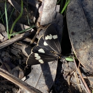 Nyctemera amicus at Karabar, NSW - 1 May 2022