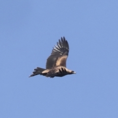 Aquila audax (Wedge-tailed Eagle) at Nanima, NSW - 1 May 2022 by AlisonMilton