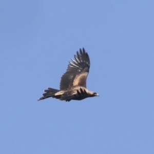 Aquila audax at Nanima, NSW - 1 May 2022