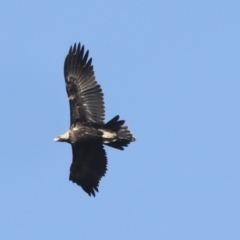 Aquila audax at Nanima, NSW - 1 May 2022