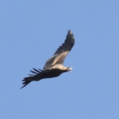 Aquila audax at Nanima, NSW - 1 May 2022