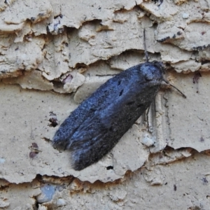 Oecophoridae (family) at Wanniassa, ACT - 1 May 2022