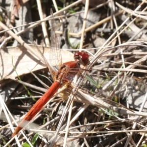 Diplacodes haematodes at Nanima, NSW - 1 May 2022