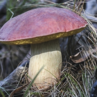 zz bolete at Nanima, NSW - 1 May 2022 by AlisonMilton