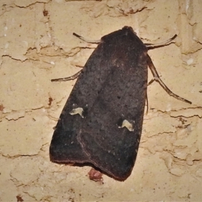 Diarsia intermixta (Chevron Cutworm, Orange Peel Moth.) at Wanniassa, ACT - 1 May 2022 by JohnBundock