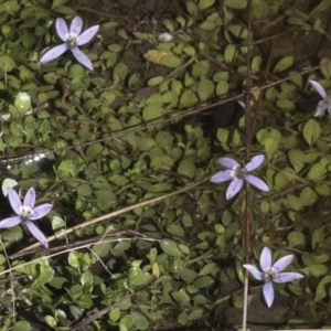 Isotoma fluviatilis subsp. australis at Nanima, NSW - suppressed