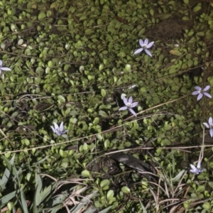 Isotoma fluviatilis subsp. australis at Nanima, NSW - suppressed