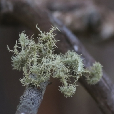 Usnea sp. (genus) (Bearded lichen) at Nanima, NSW - 1 May 2022 by AlisonMilton